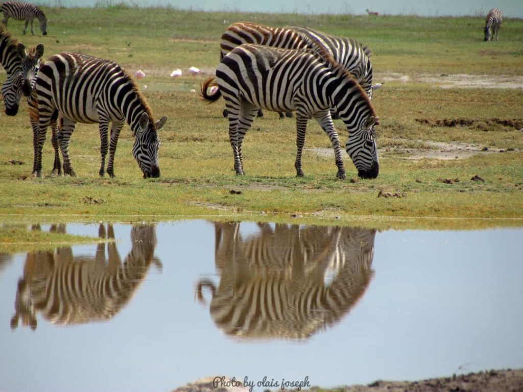 3 Days Serengeti and Ngorongoro Crater Safari (Mid luxury Trip)