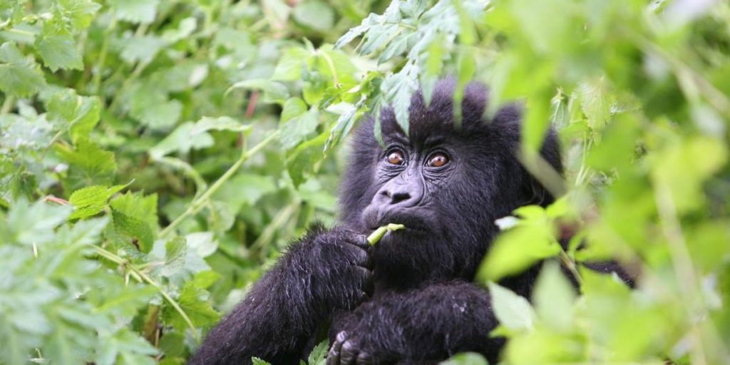 16 Days Uganda Rwanda Congo Safari