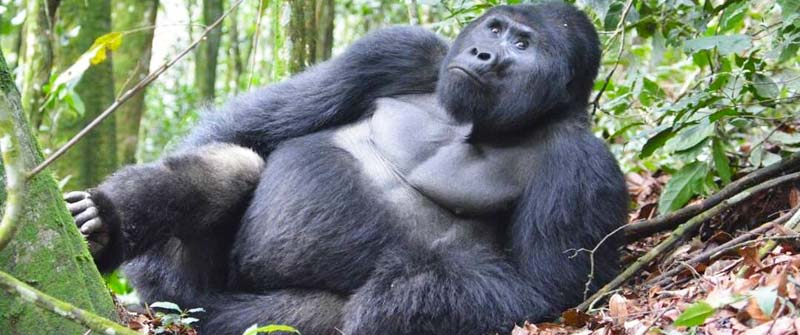 Rwanda Gorillas and Chimpanzees Trekking Safari (5 Days Rwanda Vacation)