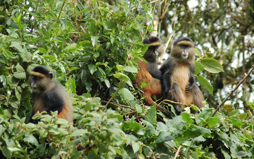 Gorillas and Golden Monkey Trekking Rwanda (4 Days Rwanda Safari)