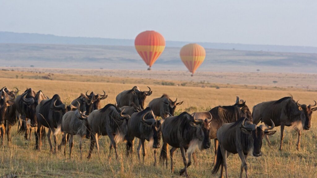 Ultimate Guide to Planning A Serengeti Wildebeest Migration Safari