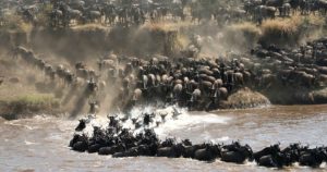 2023 Wildebeest Migration Safari