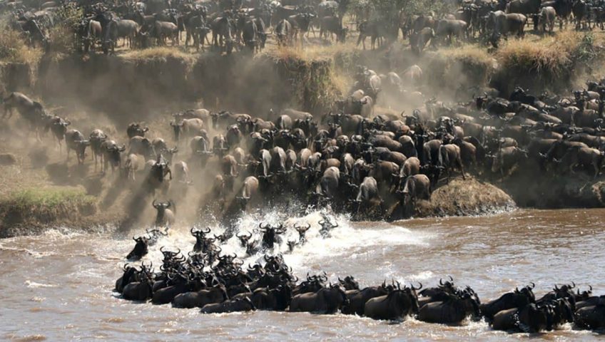 2023 Wildebeest Migration Safari