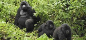 uganda safari holiday packages