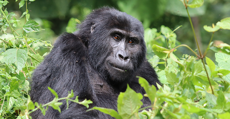 3 Days Uganda Gorilla Trekking Tour From Kigali (Private Primate Safari)