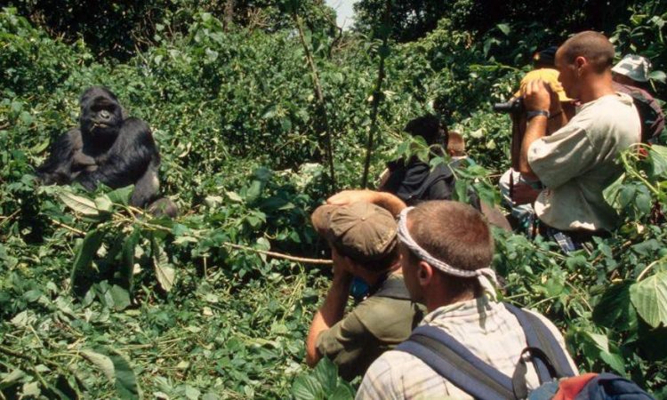 4 Days Gorilla Habituation Experience Bwindi & Batwa Cultural Tour