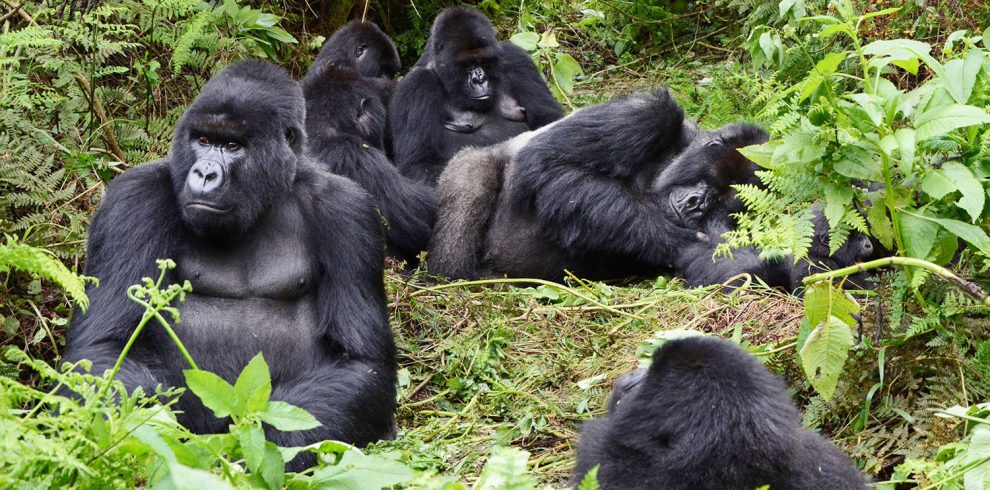 3 Days Congo Gorilla Tour