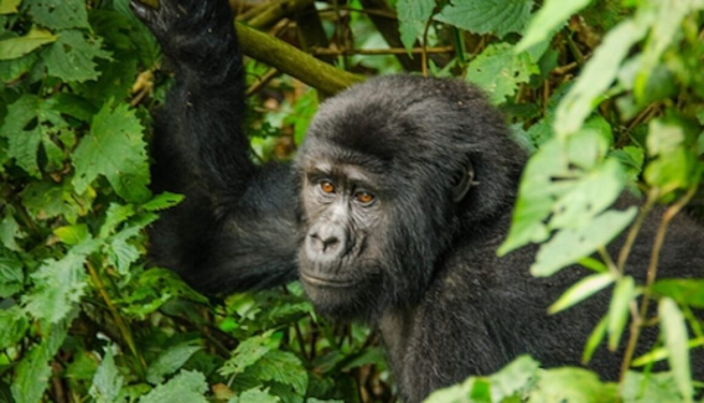 4 Days Uganda Gorilla Trek and Lake Mburo Park Safari