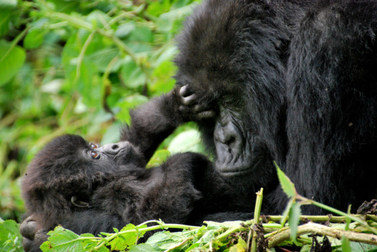 6-days-serengeti-safari-gorilla-trekking-in-uganda-tailored