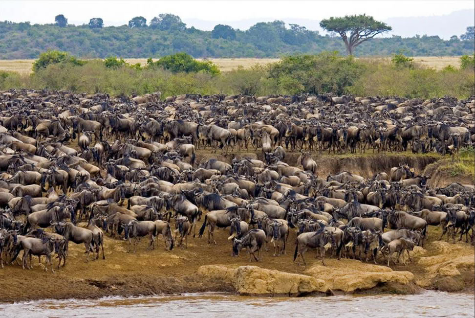 7 Days Tanzania Wildebeest Migration safari (1 week Tanzania Tour)