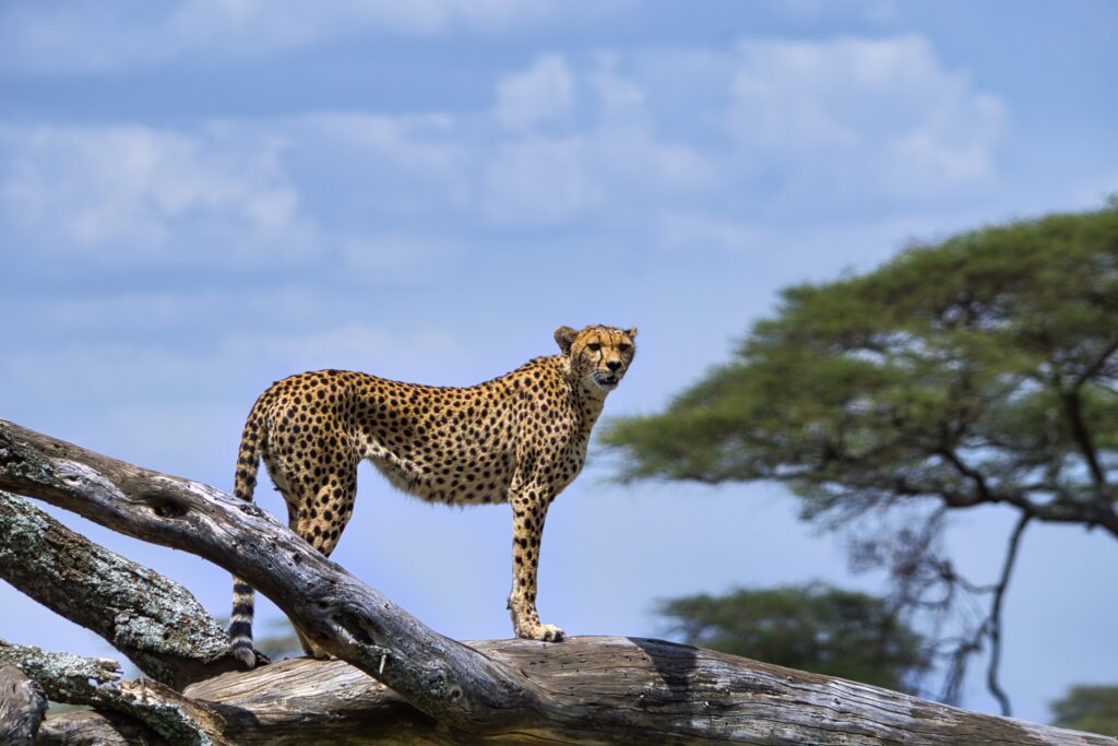 Tanzania Safaris | Tanzania Tours & Vacation Packages 2024/2025