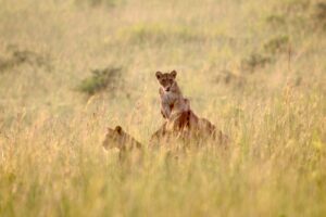 3 Days Queen Elizabeth National Park Safari