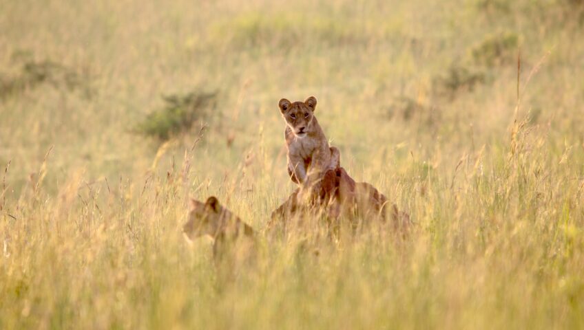 3 Days Queen Elizabeth National Park Safari