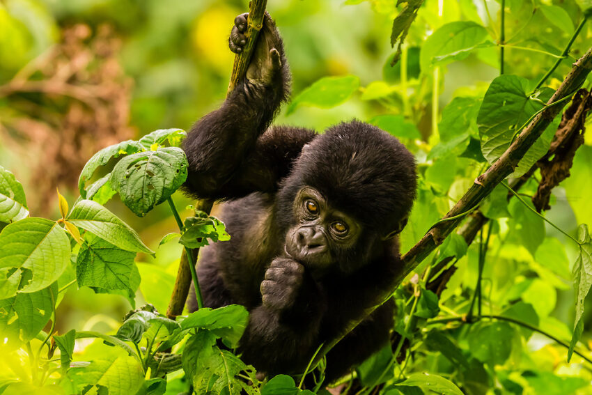 Combining Gorilla Trekking with A Tanzania Safari-Top Tips
