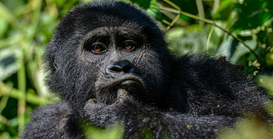 Planning Gorilla Trekking Tours From South Africa