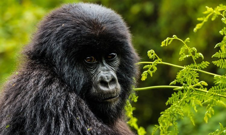 Is Gorilla Trekking Ethical?