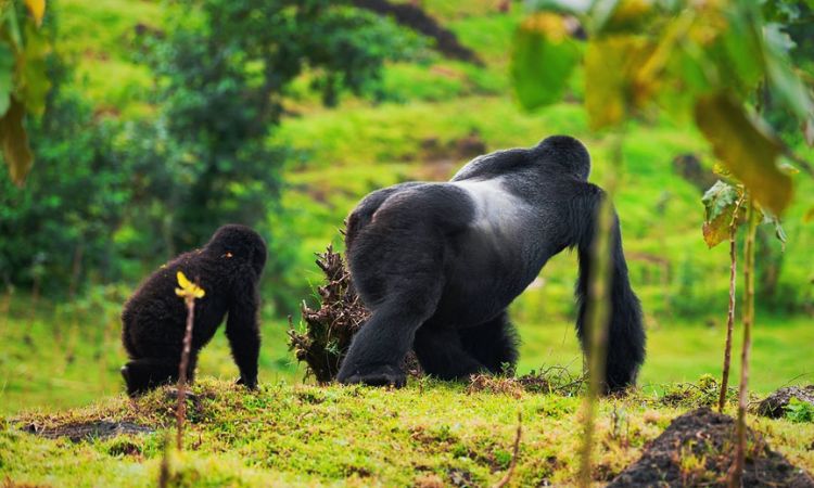 Once in a Lifetime Silverback Gorilla Trekking Tours Uganda Rwanda