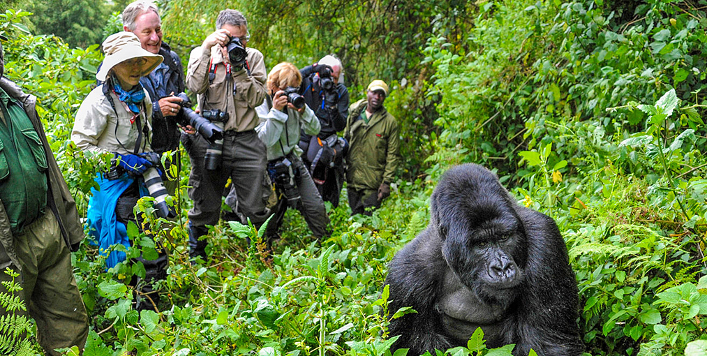 Affordable Small Group Gorilla Tours Uganda & Rwanda(Tailor-Made)