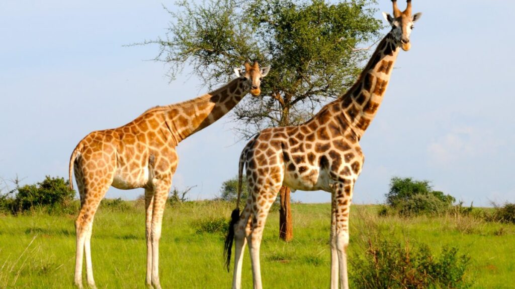 Uganda Safari Tours and Holiday Packages 2024/2025