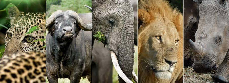 Endangered Species and Wild Animals of Africa-African Safari Animals