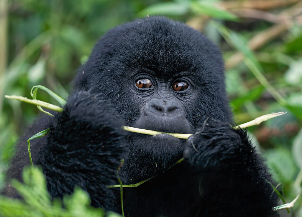 Difference Between Gorilla Trekking and Gorilla Habituation Experiences