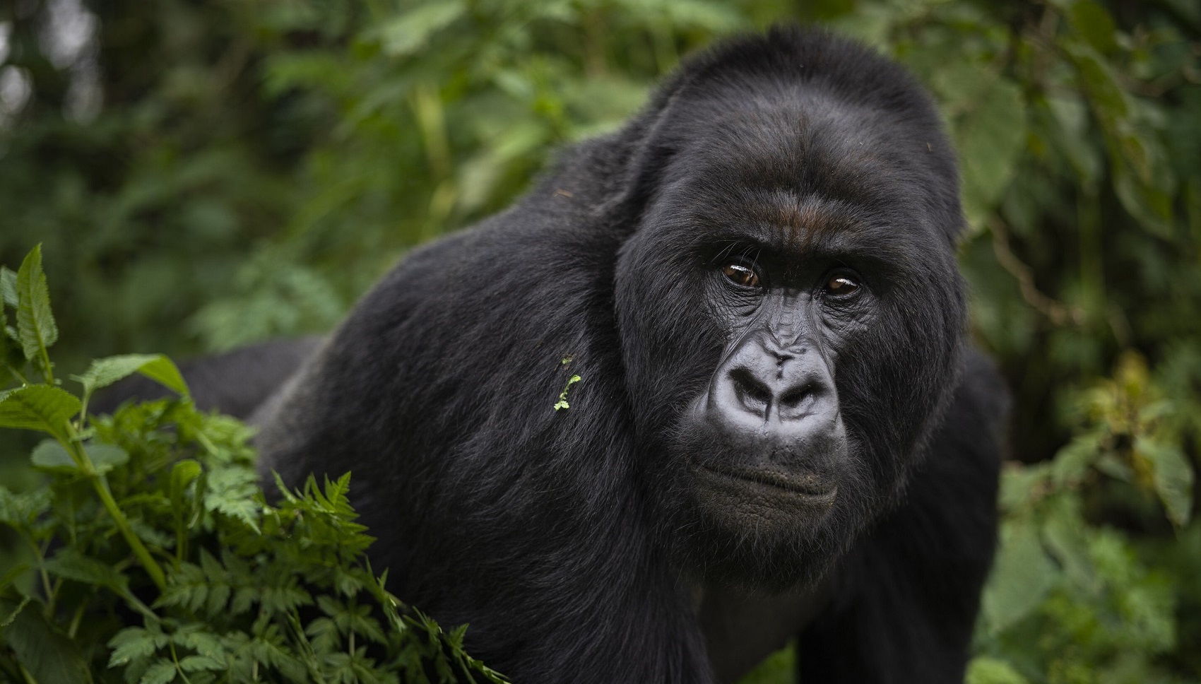 Gorilla Trekking Uganda Minimum Age