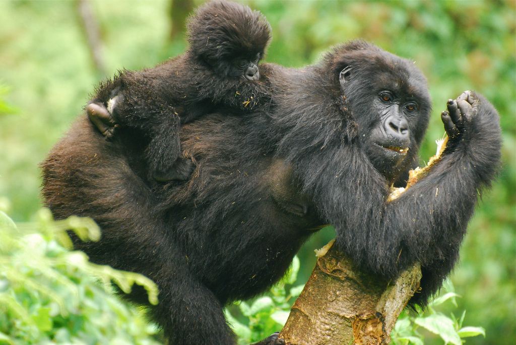Is Gorilla Trekking In Uganda Safe or Dangerous for Tourists?