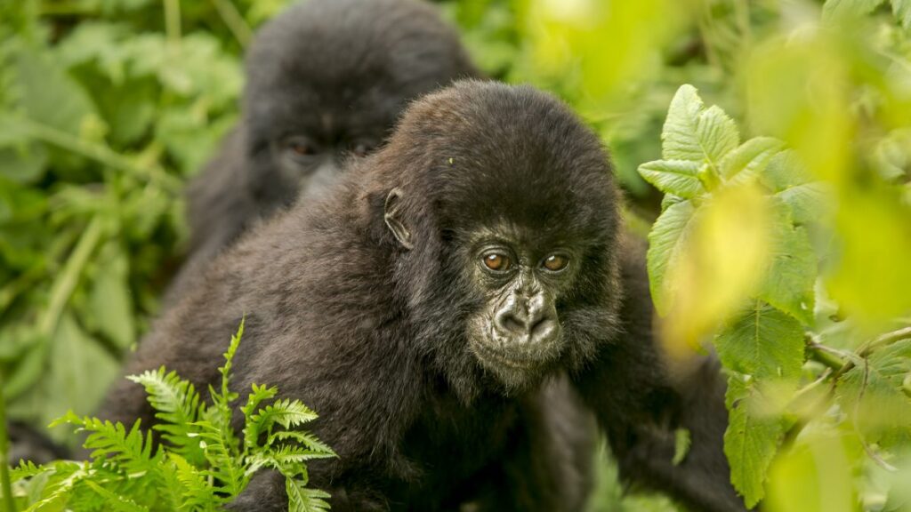 Cheapest Place To See Gorillas Between Uganda and Rwanda