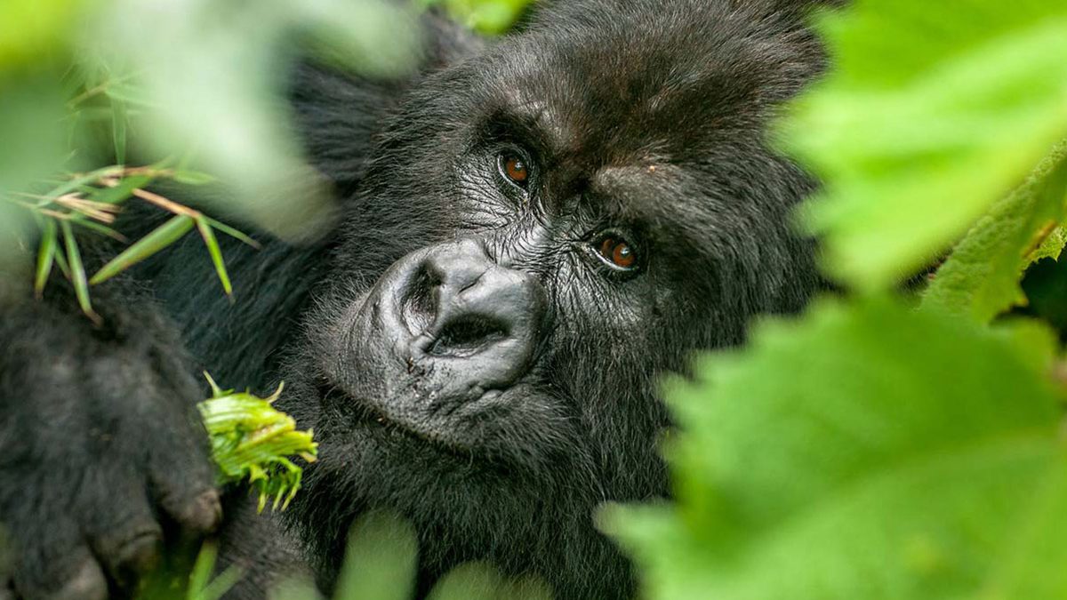 How many days do you need for gorilla trekking in Uganda or Rwanda?