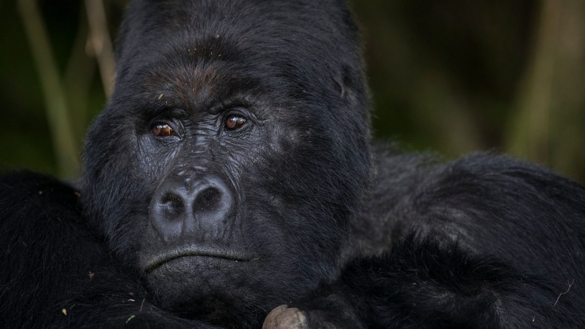 Is Gorilla Trekking in Uganda Worth the Money?