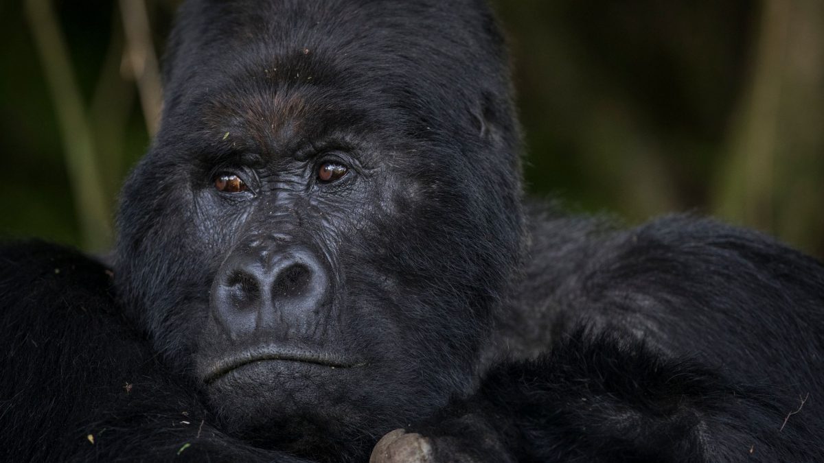 Lion tracking vs mountain gorilla trekking