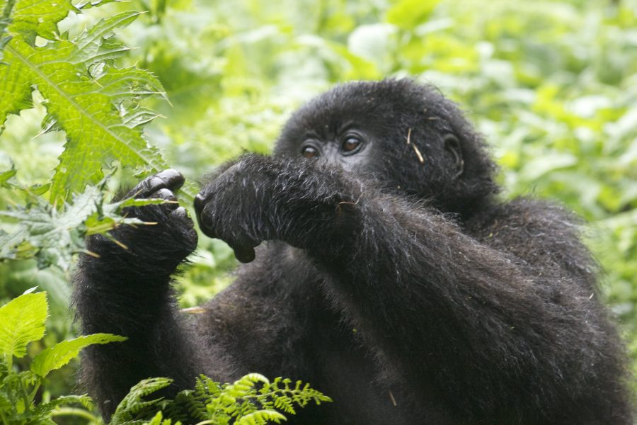 Why Is Gorilla Trekking So Expensive?