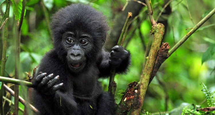 Cheapest Way To See Gorillas In Uganda