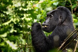 How To Purchase A Gorilla Permit For Trekking In Bwindi