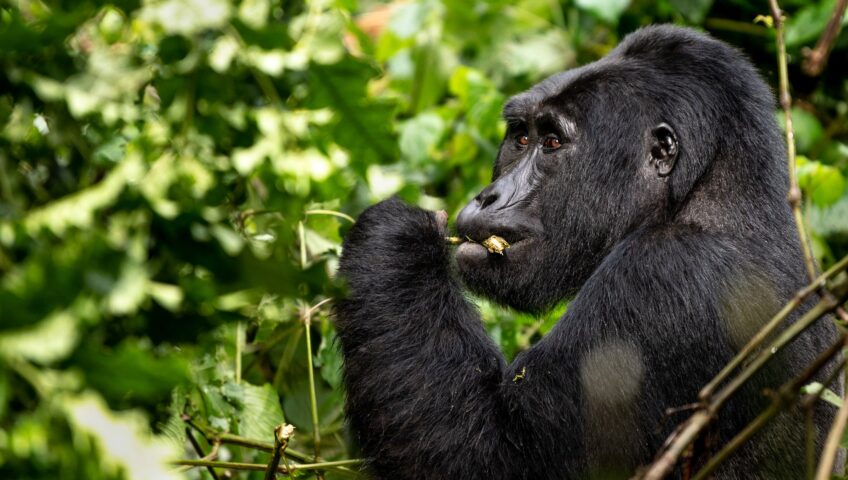 How To Purchase A Gorilla Permit For Trekking In Bwindi