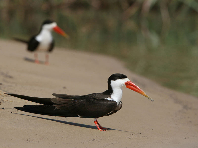 Queen Elizabeth National Park