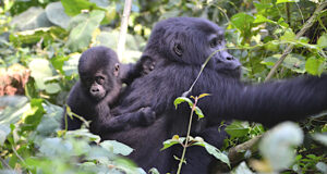 uganda safari holiday packages