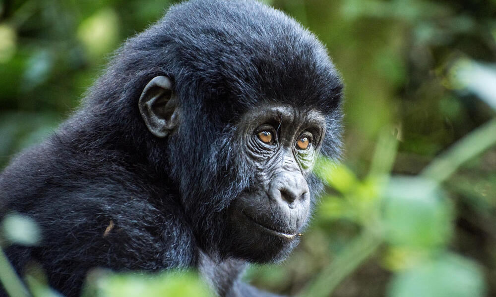 All You Need to Know About Bwindi Impenetrable National Park Uganda