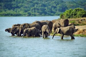 uganda safari holiday packages