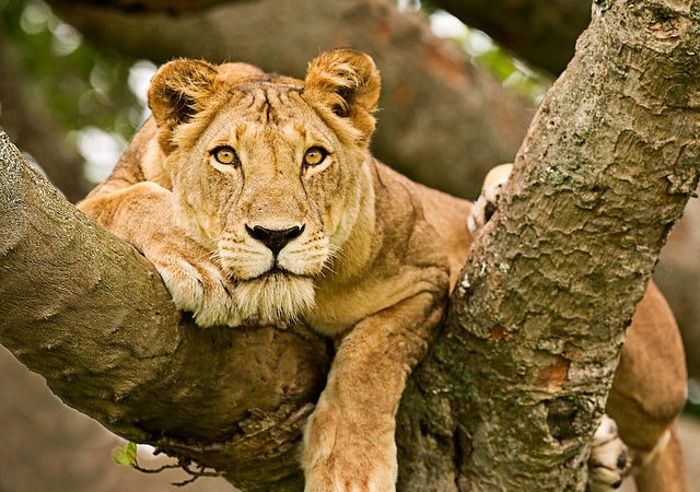 Attractions In Queen Elizabeth National Park-Things to Do & Activities
