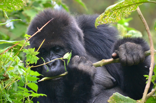 Uganda Rwanda Gorilla Trekking Tours From Arusha Tanzania