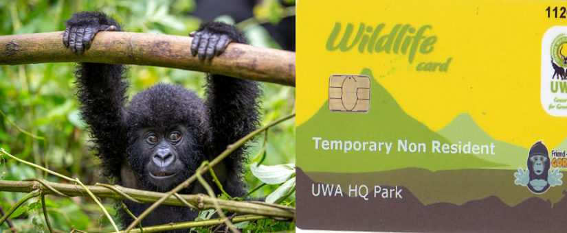 How To Purchase A Gorilla Permit For Trekking In Bwindi