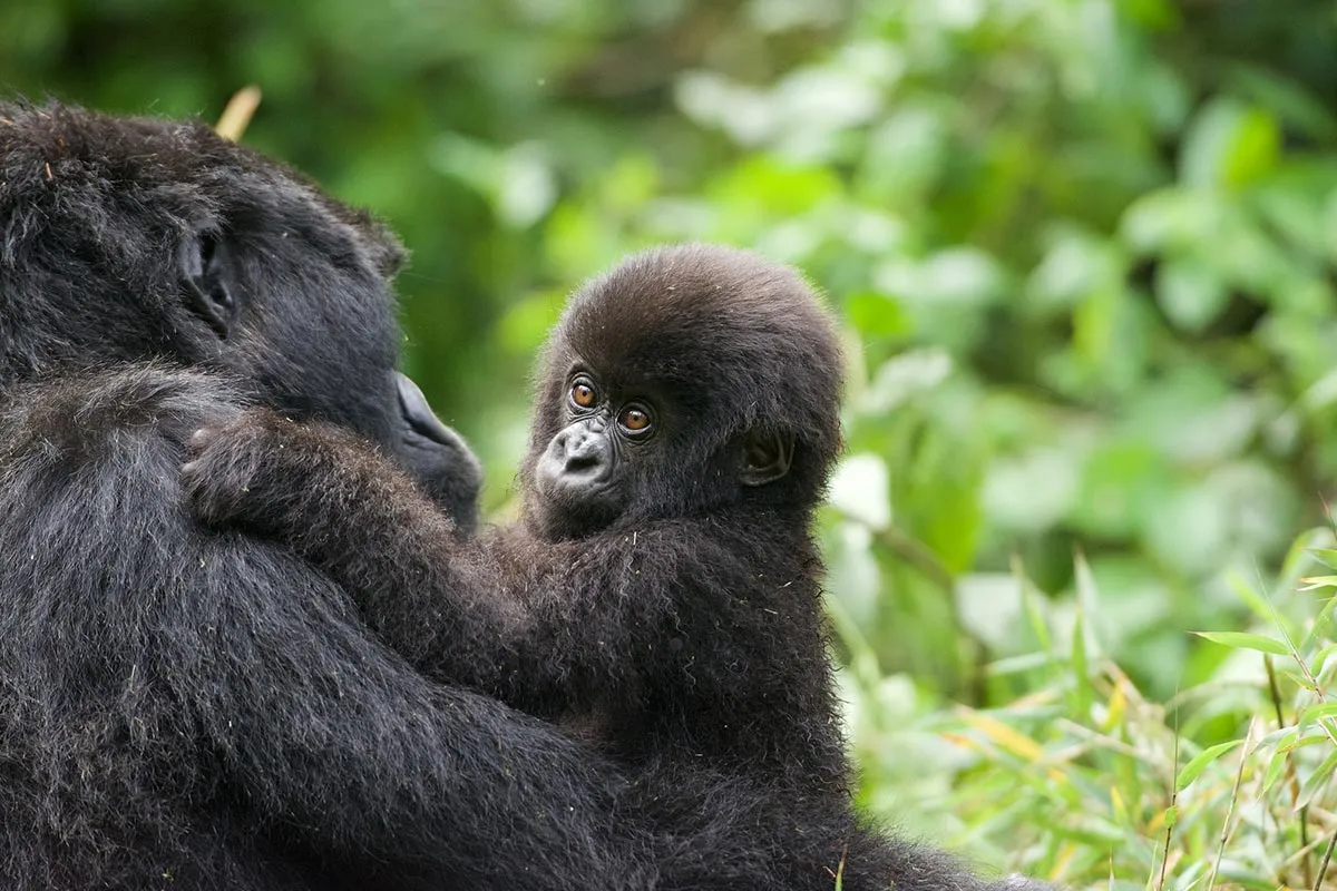 Gorilla Conservation Experience