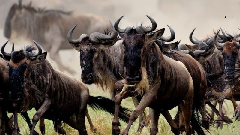 serengeti safari in june