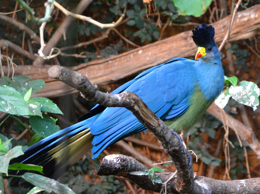 Mount Rwenzori National Park