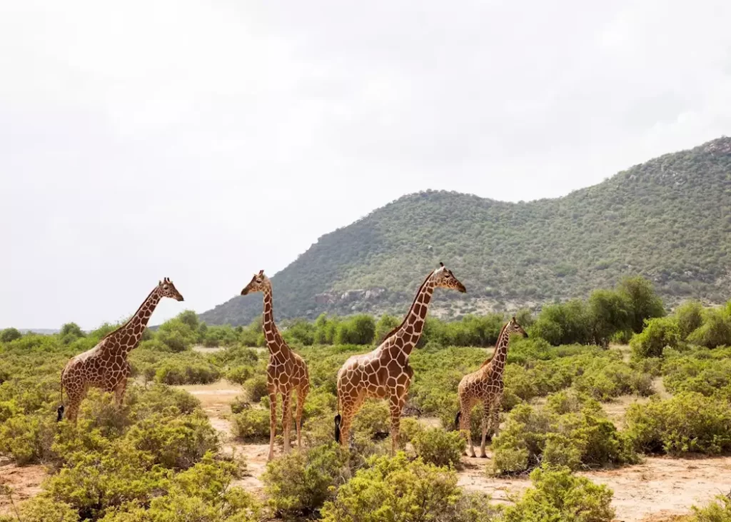 Samburu National Reserve