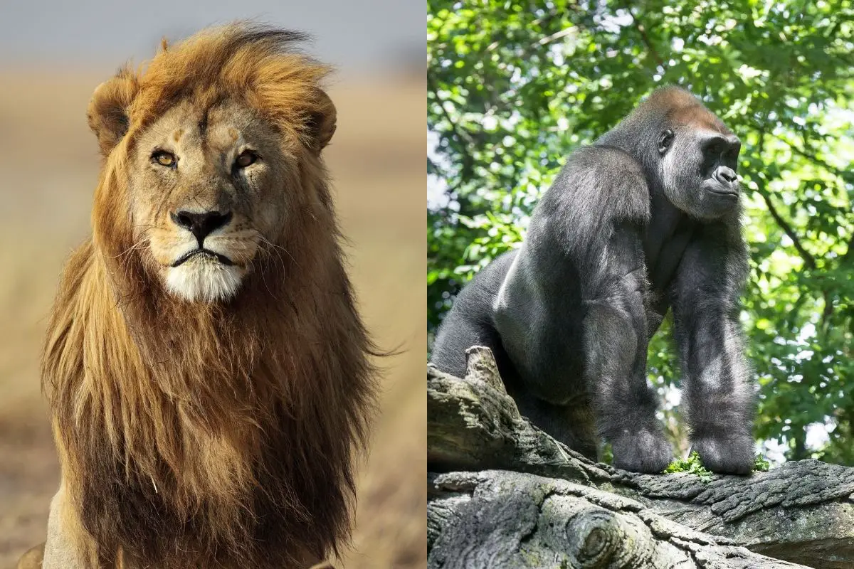 What is the Difference Between Lion Tracking vs Gorilla Trekking?, image size:1200x800