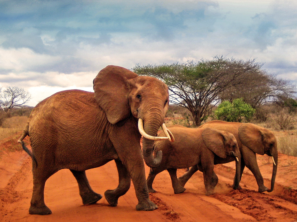 Tsavo East National Park