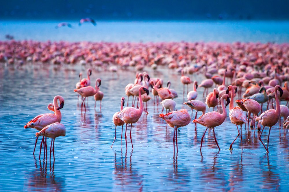 3 Days Kenya Lake Naivasha &Lake Nakuru Safari Tour