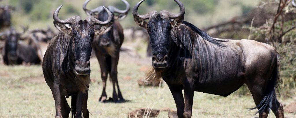 Best Kenya Safaris - Gorilla Safari Discovery
